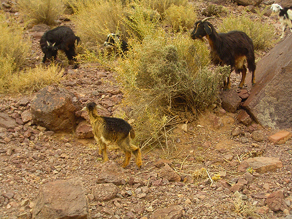 Chèvres de Tagdylte Maroc