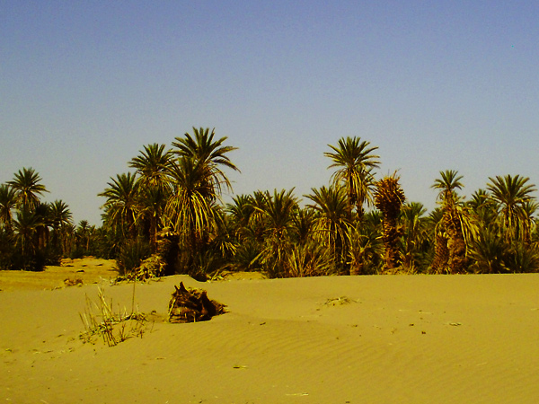 Trek maroc Palmeraie du désert