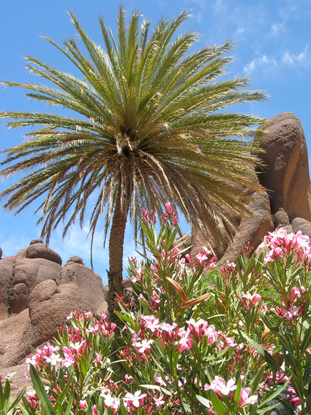 Palmier du Siroua Maroc