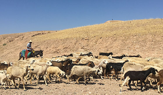 Tonte des moutons au Siroua Maroc Tawadatrekking Hafida