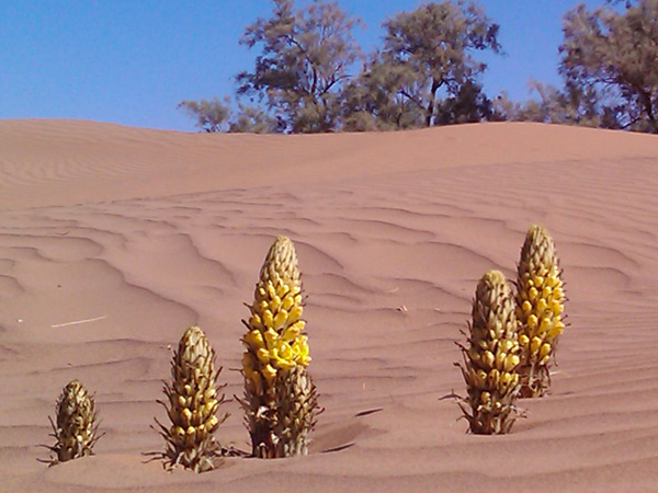 Acacia Désert Maroc Tawadatrekking